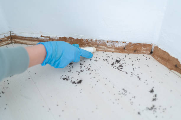 Best Local Pest Control Services  in Newman, CA